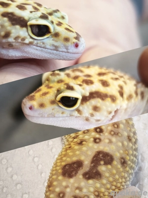 Leopardgecko Tremper Albino 0.1 