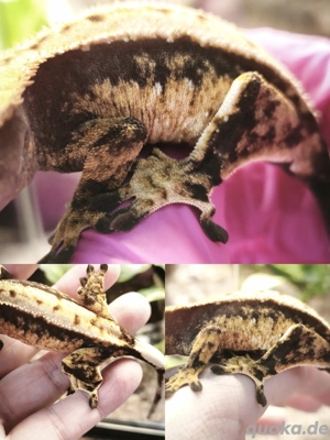 Correlophus ciliatus - Kronengecko 0.1