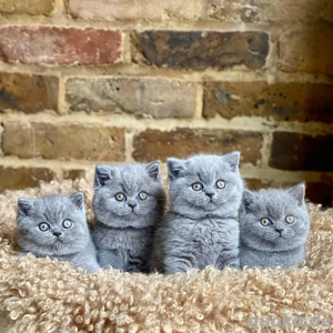  Wunderschöne Britisch Kurzhaar-Kätzchen