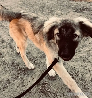 Pepe hat schon so viel gelernt , wo ist seine Familie ? in München