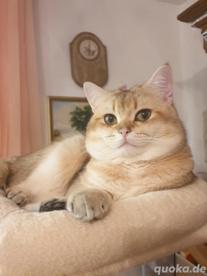 BKH Deckkater Gold Ticked mit Stammbaum