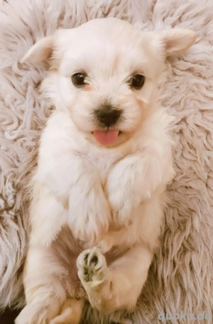 Malteser Welpen Reinrassig