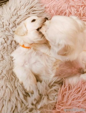 Malteser Welpen Reinrassig