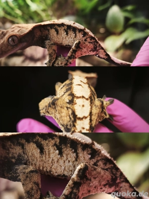 Correlophus ciliatus Kronengecko 0.1