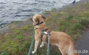 Freundlicher und lebensfroher Abruzzo sucht ein neues Zuhause Bild 8