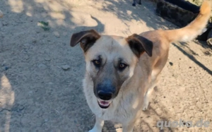 Freundlicher und lebensfroher Abruzzo sucht ein neues Zuhause Bild 5