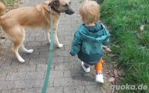 Freundlicher und lebensfroher Abruzzo sucht ein neues Zuhause Bild 7