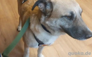 Freundlicher und lebensfroher Abruzzo sucht ein neues Zuhause Bild 4