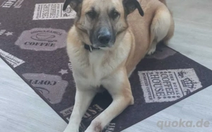 Freundlicher und lebensfroher Abruzzo sucht ein neues Zuhause Bild 6