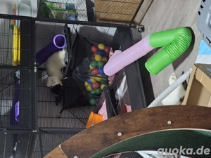 2 Frettchen Fähen geb. Mai 2025 RESERVIERT