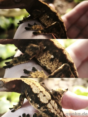 Correlophus ciliatus - Kronengecko 1.0