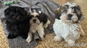 Zauberhafte Shih Tzu Welpen 