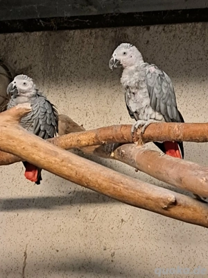 Graupapageien Paar sucht ein Zuhause auf Lebenszeit