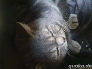 BKH Kater ca 2j alt für 150 Euro zu verkaufen 