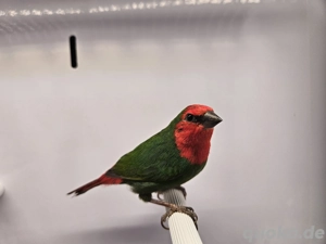 Rotköpfige Papageiamadinen 