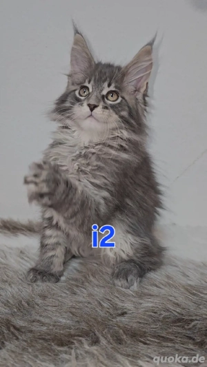 i2 Maine-Coon Kitten Katerchen mit Stammbaum