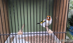 Stieglitz Major Eumo Hahn M NZ 2025