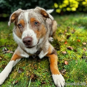 Prinz - ist unterfordert 