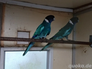 Kragensittich in blau