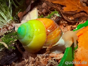Asperitas bimaensis keine Achtschnecken
