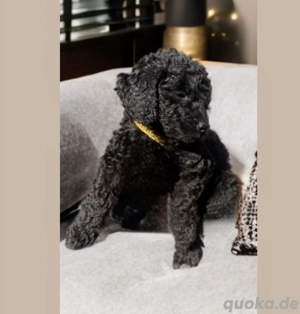  Wunderschöne Pudel Mittelpudel Intervarietypudel kleine Großpudel Welpen Bild 3