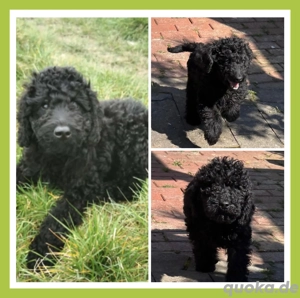  Wunderschöne Pudel Mittelpudel Intervarietypudel kleine Großpudel Welpen Bild 5