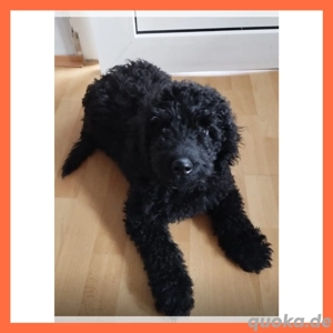  Wunderschöne Pudel Mittelpudel Intervarietypudel kleine Großpudel Welpen Bild 6
