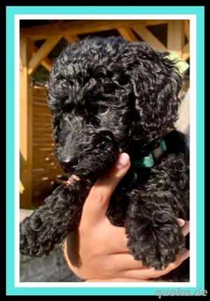  Wunderschöne Pudel Mittelpudel Intervarietypudel kleine Großpudel Welpen Bild 2