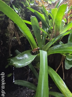 Tausch Oophaga sylvatica Diablo, 