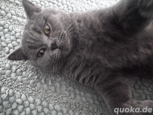 Deckkater reinrassig BkH