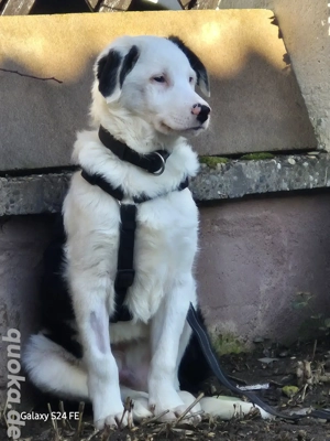 MARVEL - der Sanftmütige