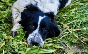 Wuschelmaus Gyda sucht Für-immer-Zuhause