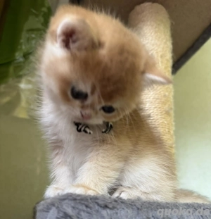 Reinrassige Black golden BKH Kitten