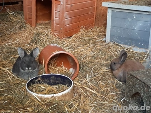 Zwergwidder Nachwuchs