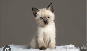 Reinrassige siamkatze gesucht 