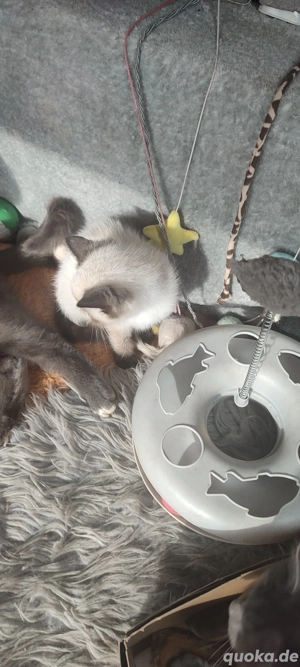  BKH  Seal  Point ! Prinzessin ! Reinrassig  Bild 6