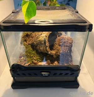 Chilobrachys natanicharum mit Terrarium 