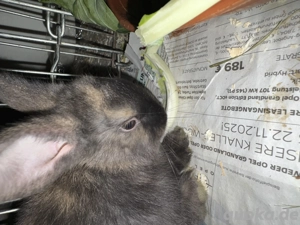 2 Hasen Böcke  sehr zahm und lieb  sind gerade mal 14 Wochen alt