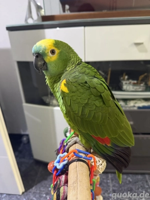 Amazone , Blaustirnamazone