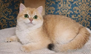 Bkh kitten ( sehr liebe jungs) 