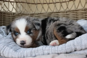 Australischer Schäferhund zur Adoption verfügbar. 
