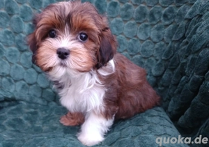 Havaneser Welpe (Hündin)