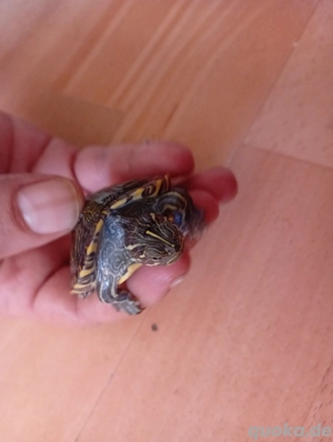 Gebe meine 2 Schmuck Wasserschildkröten ab