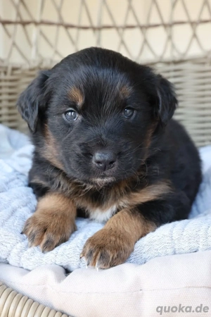 Australischer Schäferhund zur Adoption verfügbar. 