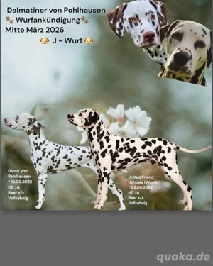 Dalmatiner Welpen im März erwartet 