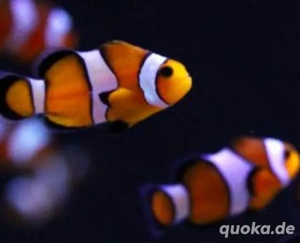Clownfisch Pärchen Meerwasser 