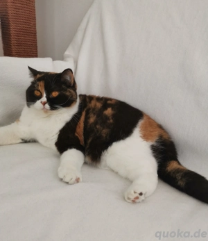 Britisch Kurzhaar Katze BKH mit Stammbaum 