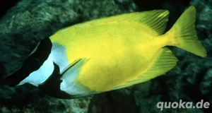 Fuchsgesicht Meerwasser 