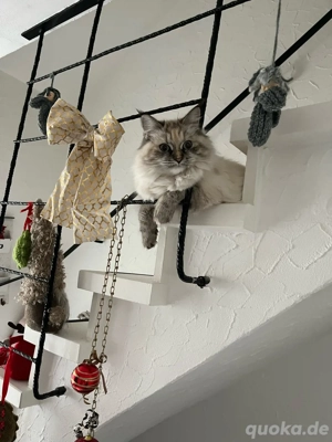 Neva Masquarade Katze