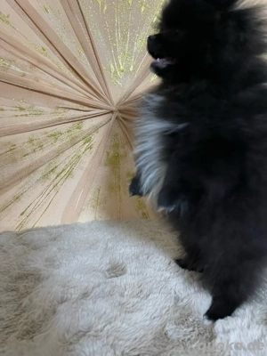 1 hündin frei !! Wunderschöne Zwergspitz Pomeranian Boo Welpen Mädels mit Ahnentafel